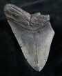 Bargain Megalodon Tooth - South Carolina #7501-1